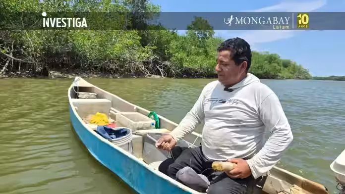 “Sin la creación del Santuario de Manglares de Tumbes, las conchas negras y el cangrejo rojo serían un recuerdo” | Entrevista