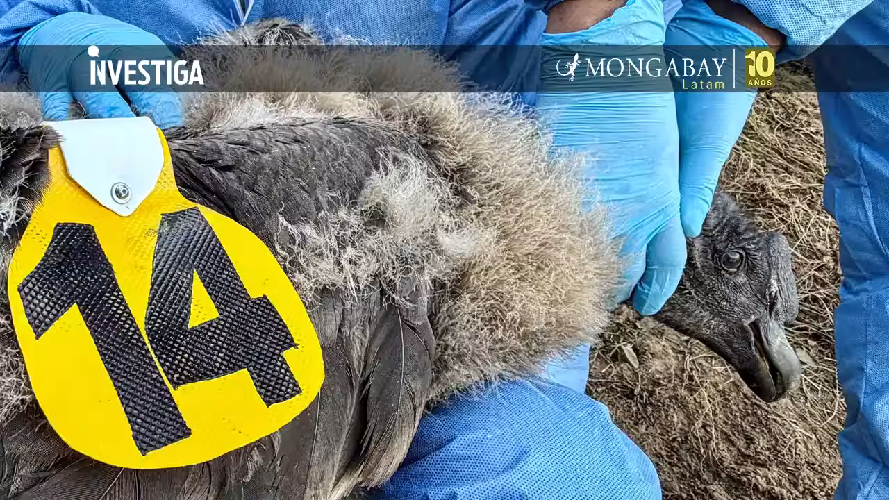 Uchuy: el primer polluelo de cóndor andino que lleva un transmisor satelital en Perú