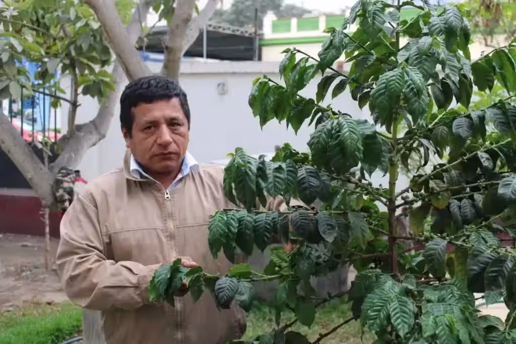 Junta Nacional del Café: Cooperativas agrarias exigen derogar norma que anula su derecho a representar a miles de socios