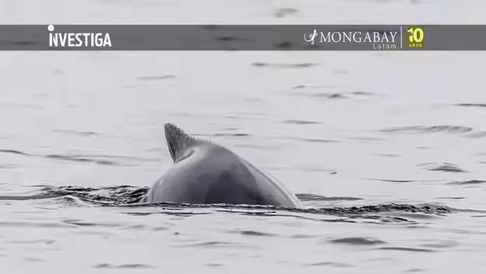 Marsopa espinosa en Perú: pesca incidental amenaza a esta especie en la costa norte de La Libertad
