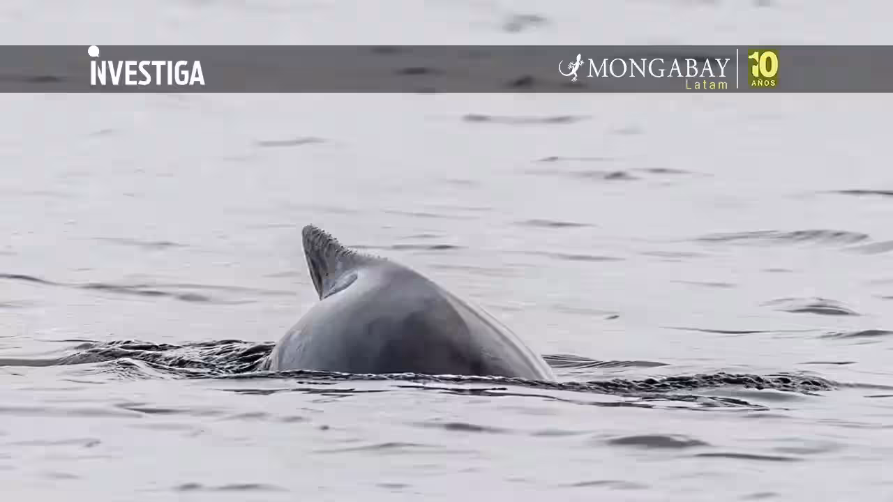 Marsopa espinosa en Perú: pesca incidental amenaza a esta especie en la costa norte de La Libertad