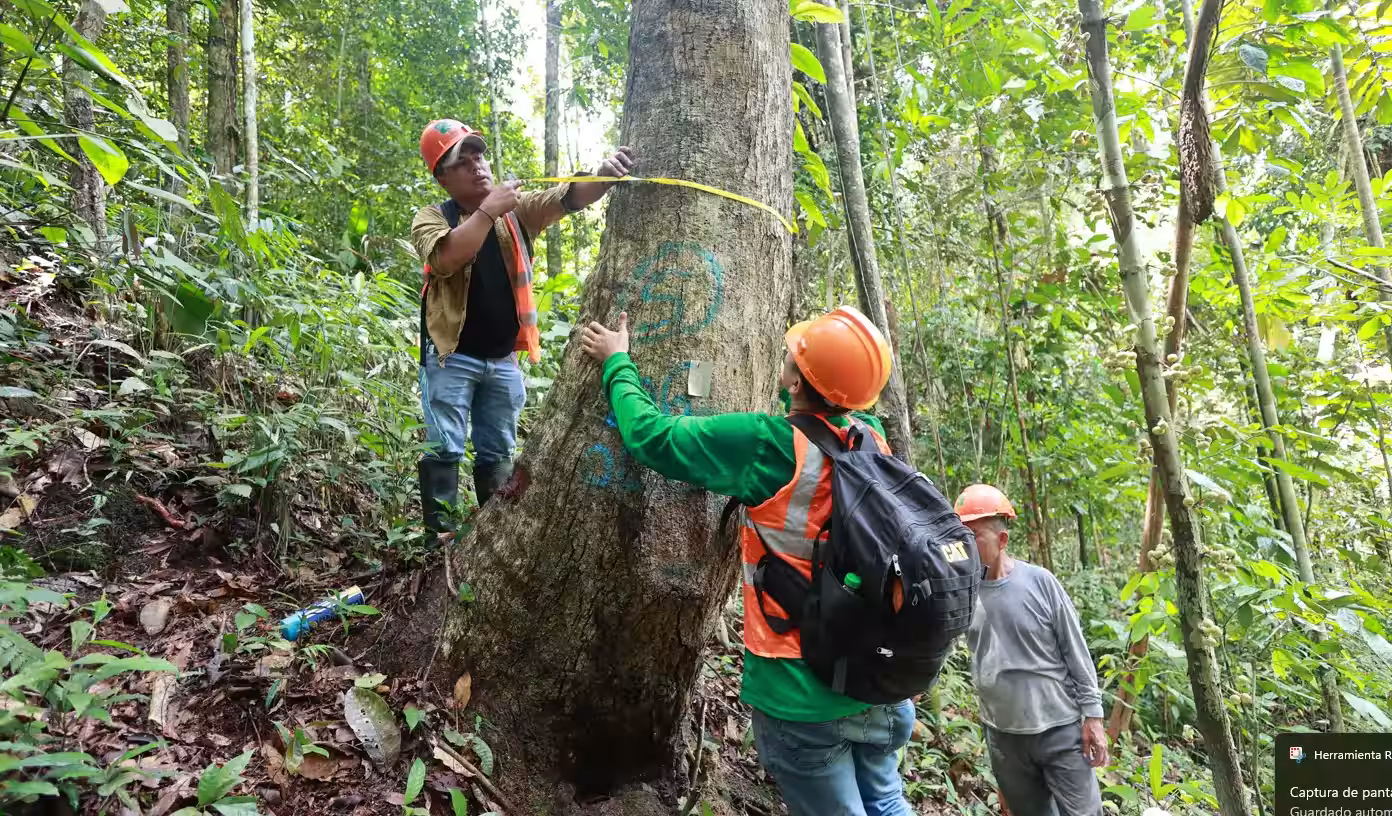 Amazonas y San Martín: Supervisarán más de 378 mil hectáreas de bosque para prevenir actividades forestales ilegales
