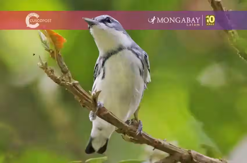 Día Mundial de las Aves Migratorias: la ciencia ciudadana como pilar de la conservación
