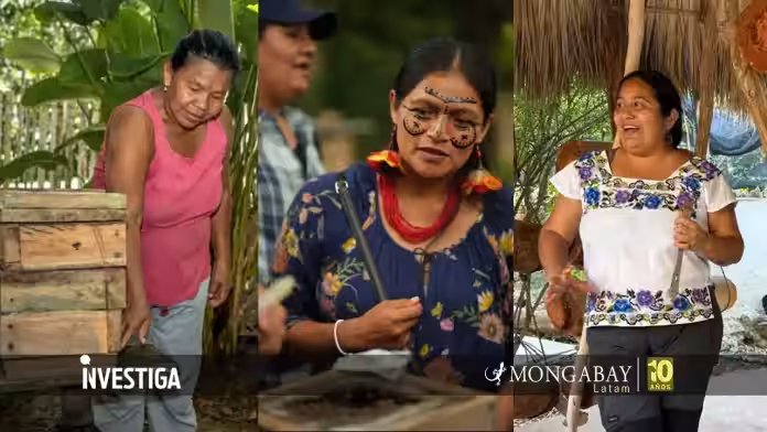Día Mundial de las Abejas: tres iniciativas de mujeres indígenas para proteger a estos polinizadores en Latinoamérica