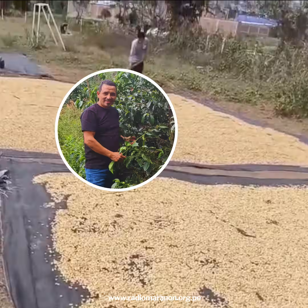 Jaén: Cambios climáticos retrasan cosecha de café y preocupa caída de precios, pero se prevé una buena producción en 2026