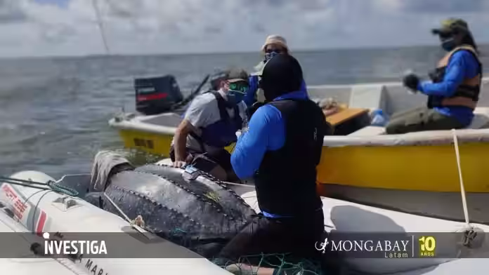 Día Mundial de las Tortugas Marinas: tres historias dan esperanza en América Latina