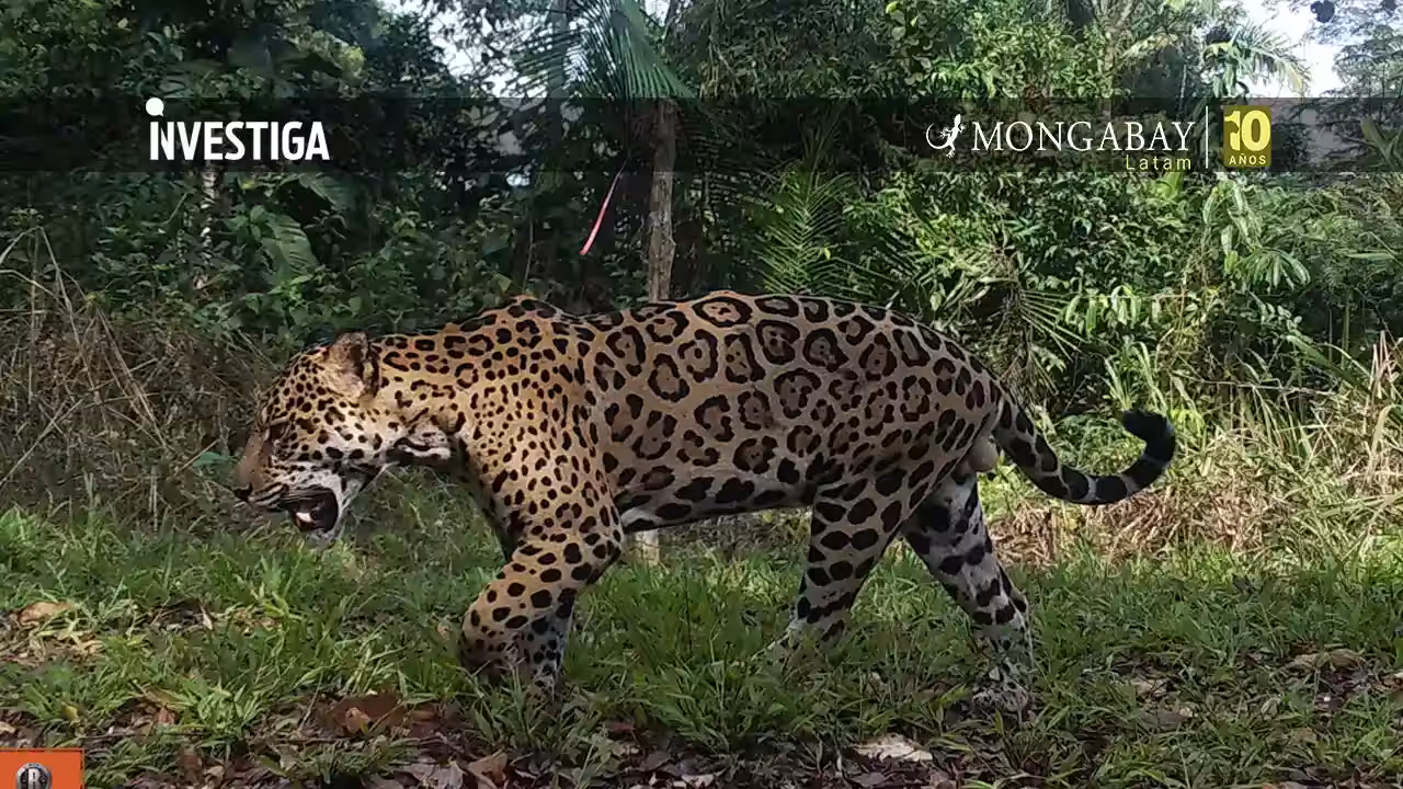 La inteligencia artificial analiza miles de imágenes para estimar densidad de jaguares en la Reserva Nacional Tambopata