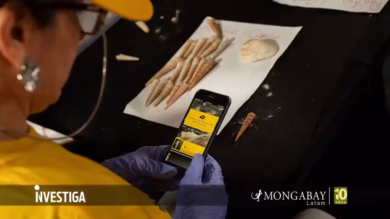 La inteligencia artificial que permite el regreso masivo de conchas a los mares de Costa Rica