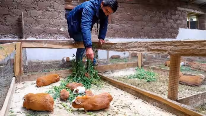 Aumento del consumo de cuy supera producción regional y Ayacucho busca fortalecer su cadena productiva