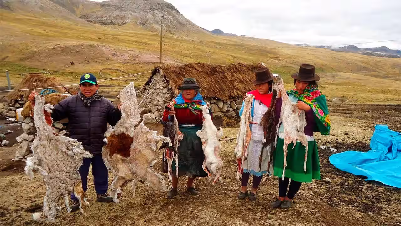 Alerta en el sur de Ayacucho: Heladas ponen riesgo de muerte de población de alpacas