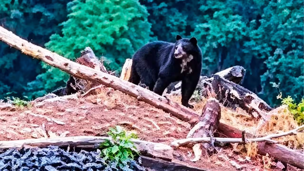 Avistan dos osos de anteojos en Anchihuay y destacan la riqueza natural del Vraem