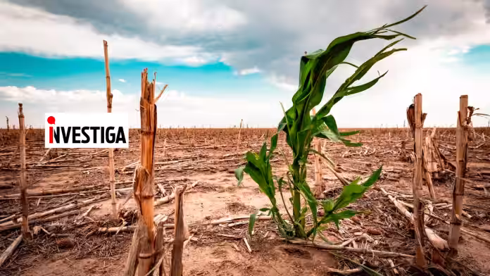 La Libertad: el Niño amenaza a los principales cultivos de la región