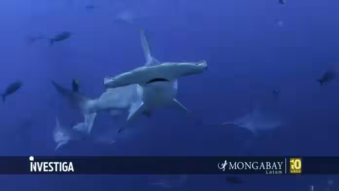 Día Internacional de los Tiburones: la carrera científica para salvarlos desde México hasta la Patagonia 