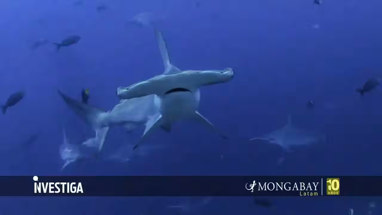 Día Internacional de los Tiburones: la carrera científica para salvarlos desde México hasta la Patagonia 
