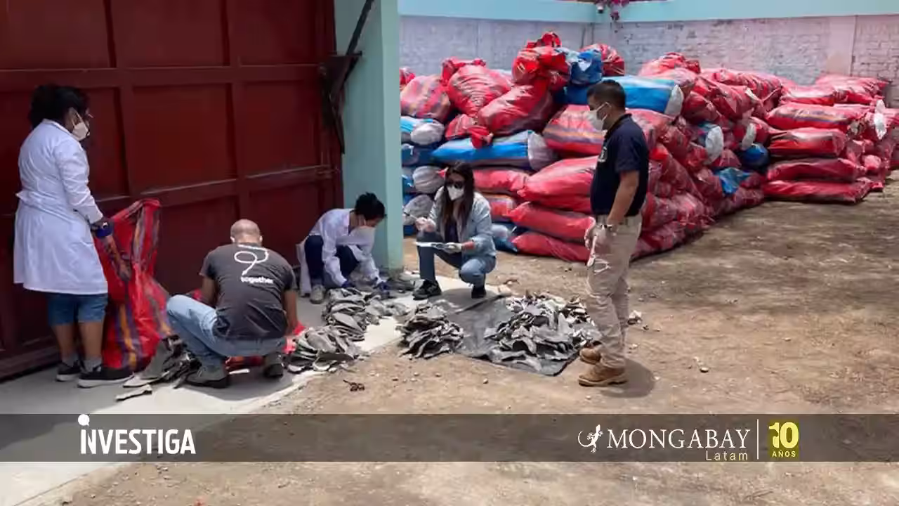 Empresario investigado por tráfico ilegal de especies y crimen organizado continúa exportando aletas de tiburones protegidos