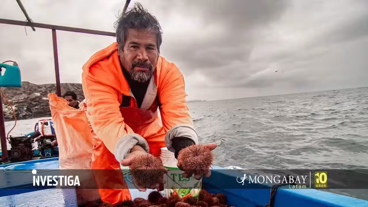 De la sobrepesca a la recuperación: el modelo de pescadores que rescató al erizo rojo en la costa sur de Perú