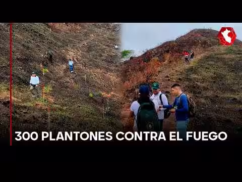 Tingo María reforesta el mirador Supte tras incendio y apuesta por el turismo de naturaleza (VIDEO)