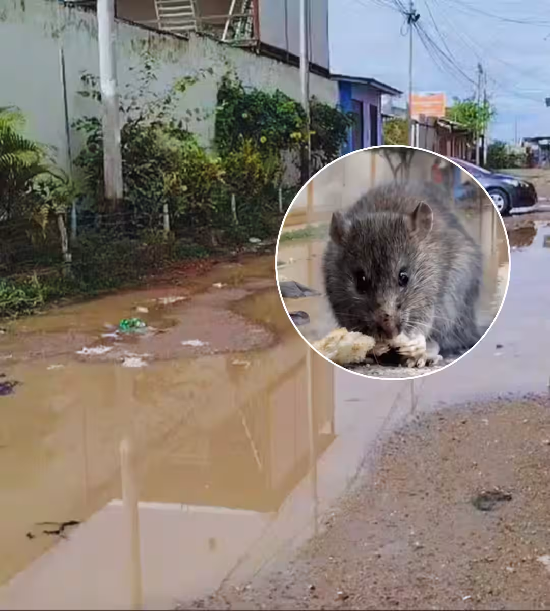 Jaén: reportan más de 200 casos de leptospirosis