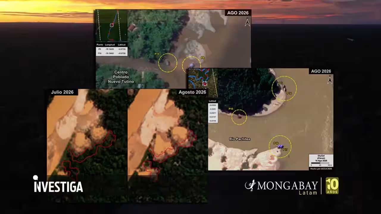 Nuevas alertas de deforestación y dragas mineras en territorios amazónicos de Madre de Dios, Huánuco y Amazonas