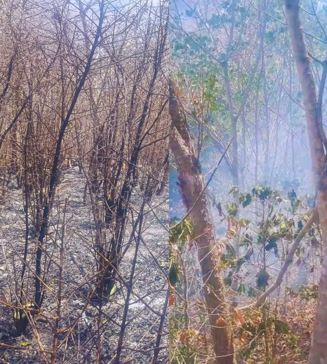 Jaén: incendio forestal arrasa cultivos de café y deja cuantiosas pérdidas en sectores La Zaca y La Fila en C.P. Tabacal